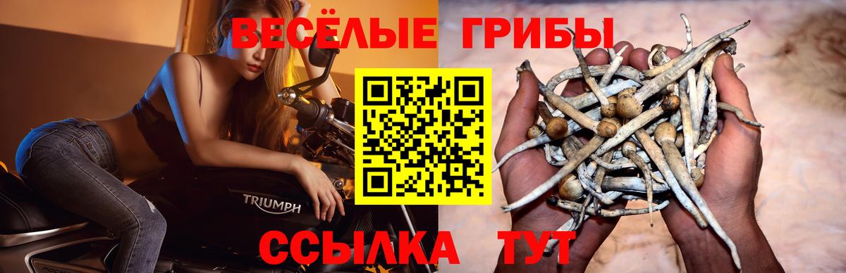 Галлюциногенные грибы Cubensis Старый Оскол